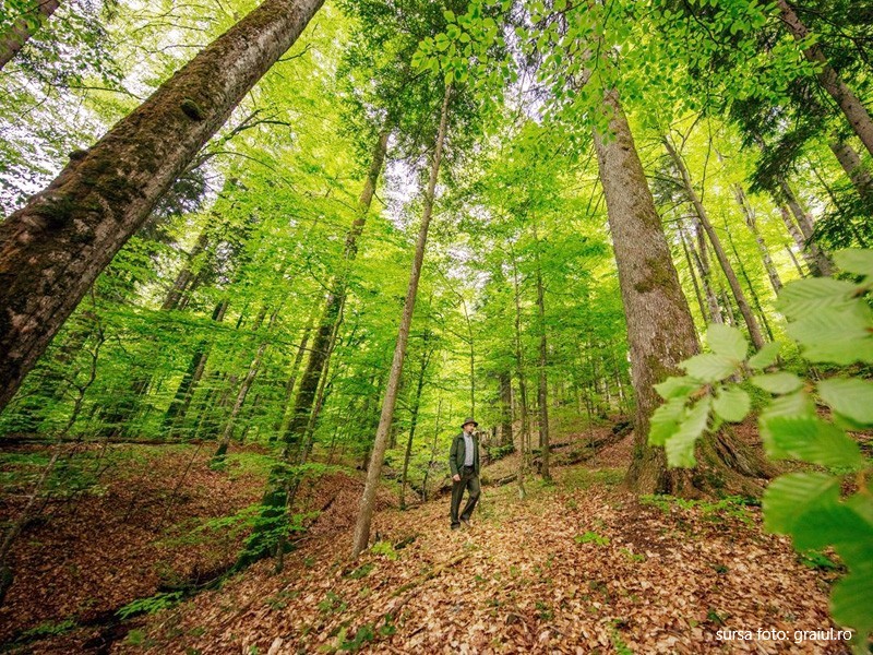 WWF România protejează în Maramureș Codrii Seculari de la Strâmbu Băiuţ ce formează o pădure virgină