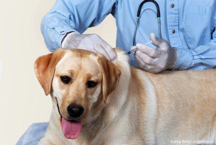 A început campania de vaccinare antirabică, anuală, obligatorie a câinilor și a pisicilor