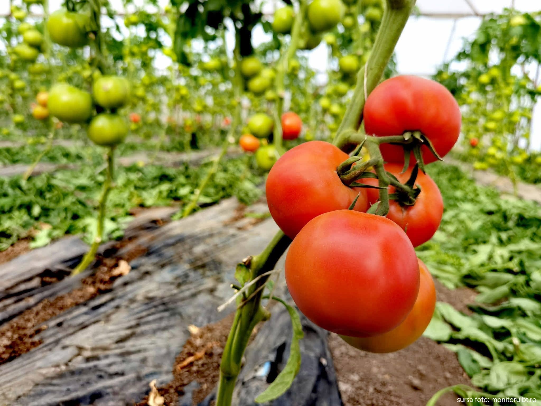 Beneficiarii producțiilor de legume în spații protejate pot depune cereri de sprijin până la 1 martie