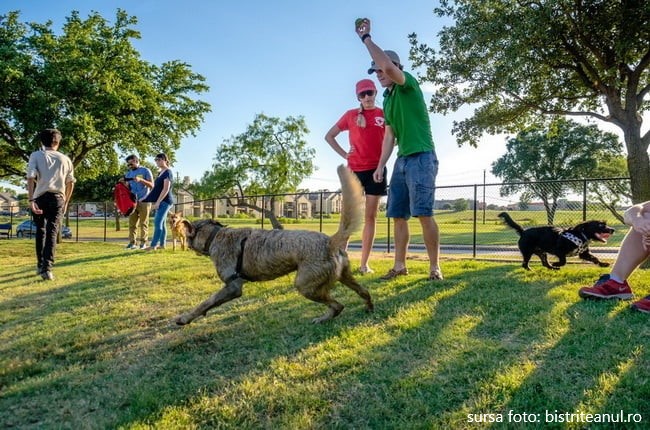 Primăria municipiul Bistrița urmează să amenajeze un parc pentru câini în zona ștrandului Codrișor