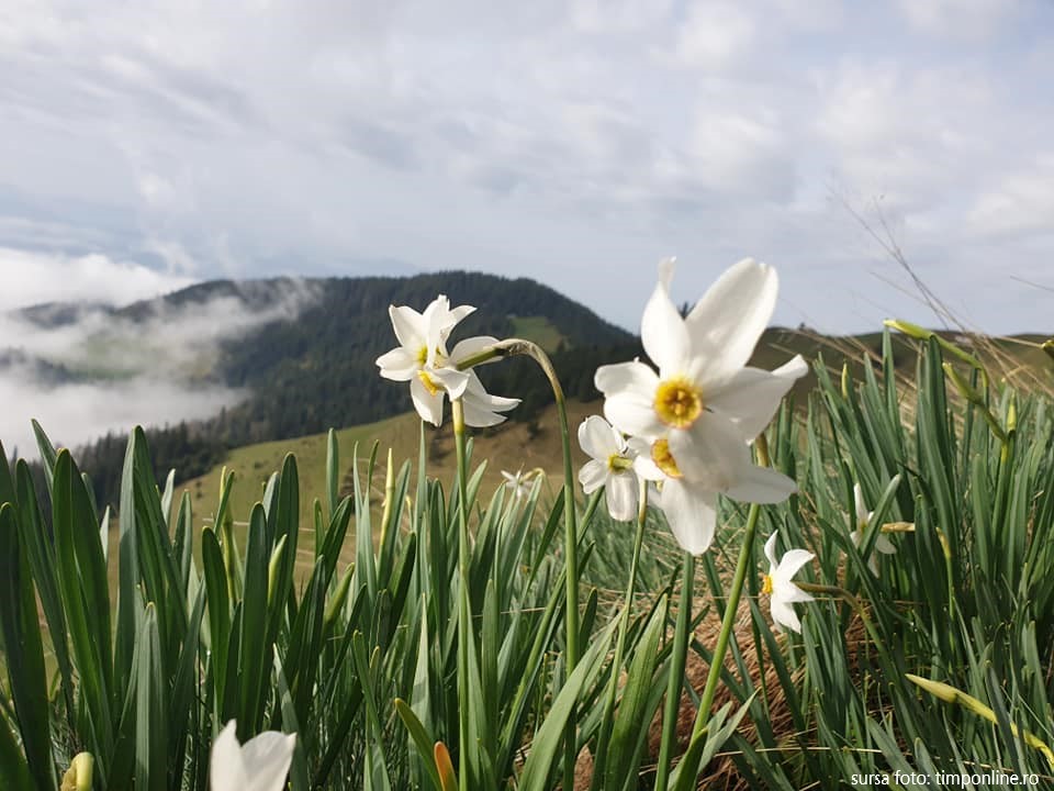 Narcisele din Munții Rodnei au început să înflorească, turiștii își pot face planuri de urcare în poiană