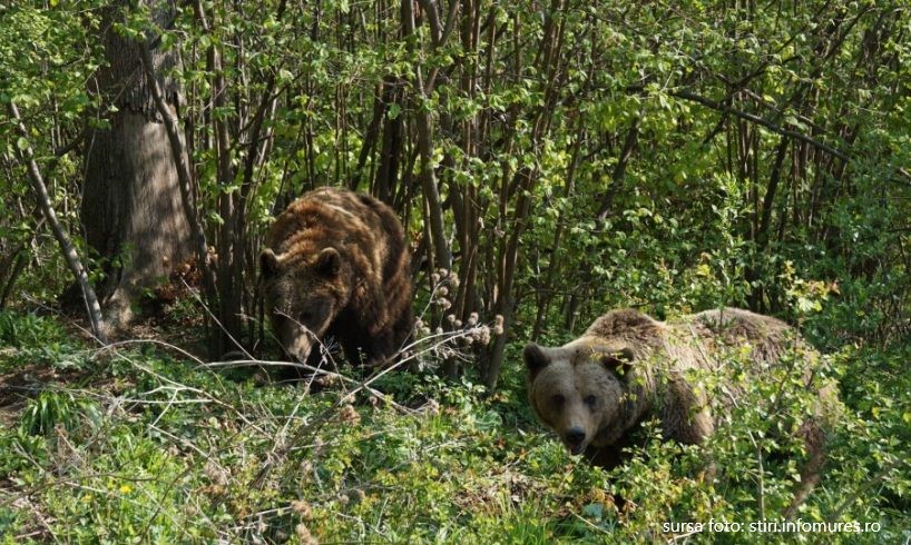 Urșii terorizează locuitorii din localitatea Stânceni, județul Mureș, călcându-le găspodăriile