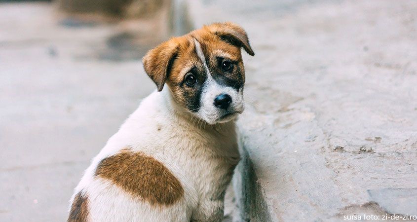 Se înființează un serviciu public de adăpostire a animalelor care sunt în pericol în Bihor