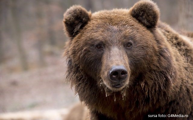 Gestionarii fondurilor de vânătoare din Sălaj au fost puși să facă inventarul urșilor din județ