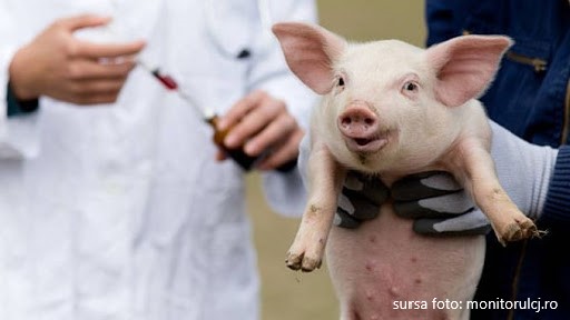 Încă două focare de Pestă porcină în judeţul Sibiu – Trei porci au murit la Prod şi Porumbacu de sus