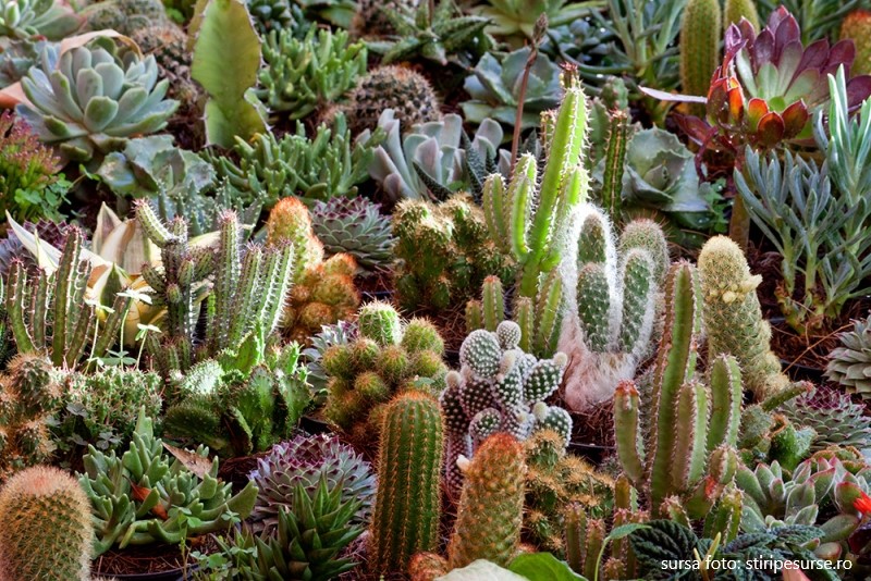 La Ideciu de Jos în Mureș, un pasionat colecționar va deschide o gradină botanică cu cactuși
